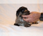 Small #25 Yorkiepoo mix (+ Poodle Toy)