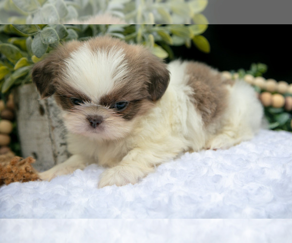 Medium Photo #27 Shih Tzu Puppy For Sale in CLARE, MI, USA