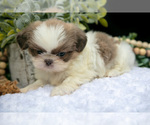 Small Photo #27 Shih Tzu Puppy For Sale in CLARE, MI, USA