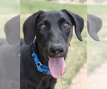 Small #6 Labrador Retriever Mix