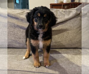 Australian Retriever Dogs for adoption in Fort Worth, TX, USA
