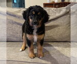 Small Australian Retriever