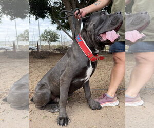 Cash - Male Mastiff Dog for Adoption - Photo #3