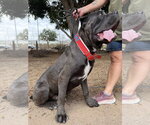 Small #2 Mastiff