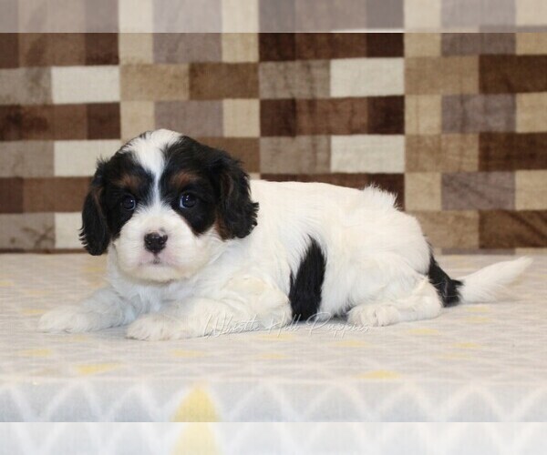 Medium Photo #2 Cavapoo Puppy For Sale in DENVER, PA, USA