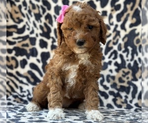 Goldendoodle (Miniature) Puppy for sale in LANCASTER, PA, USA
