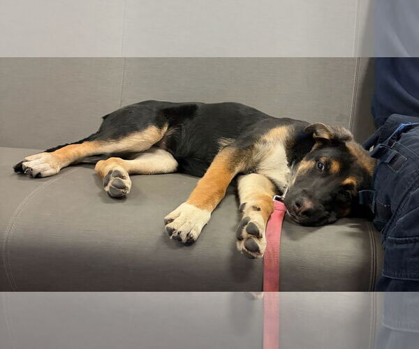 Medium Photo #2 German Shepherd Dog Puppy For Sale in Crete, IL, USA