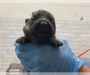 German Shepherd Dog Dogs for adoption in San Bernardino, CA, USA