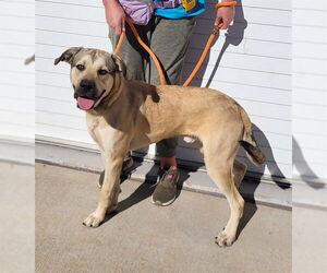 Black Mouth Cur-Labrador Retriever Mix Dogs for adoption in Louisville, KY, USA