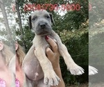 Small Photo #10 Great Dane Puppy For Sale in CLANTON, AL, USA