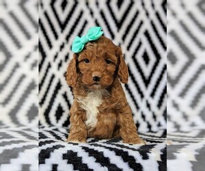 Cock-A-Poo Puppy for sale in KIRKWOOD, PA, USA