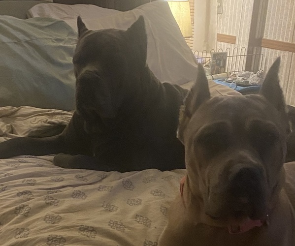 Medium Photo #1 Cane Corso Puppy For Sale in ECLECTIC, AL, USA
