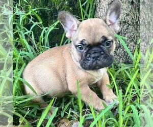 French Bulldog Puppy for sale in SAINT JOHNS, FL, USA