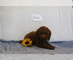 Puppy 4 Goldendoodle-Poodle (Standard) Mix