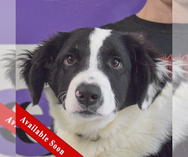 Medium Photo #1 Border Collie Puppy For Sale in Huntley, IL, USA