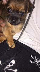 Chihuahua Puppy for sale in DACULA, GA, USA