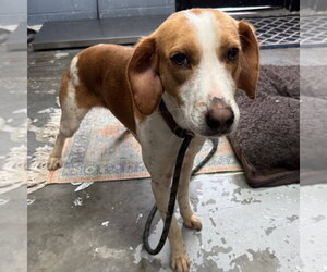 Mutt Dogs for adoption in Elmsford, NY, USA