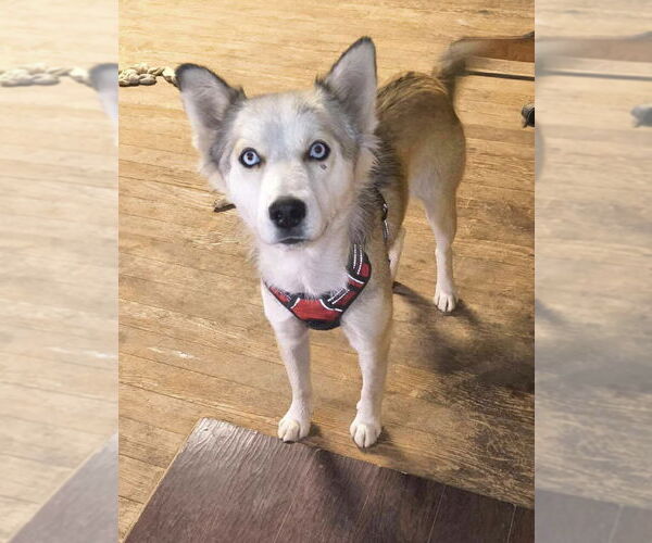 Medium Photo #3 Siberian Husky-Unknown Mix Puppy For Sale in Grafton, WI, USA