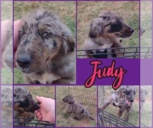 Australian Retriever Puppy for Sale in DUNCAN, Oklahoma USA