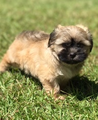 Mal-Shi Puppy for sale in STATHAM, GA, USA