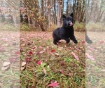 Small Photo #2 German Shepherd Dog Puppy For Sale in PRATTSBURGH, NY, USA