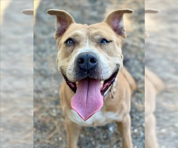 Medium Photo #3 American Pit Bull Terrier-Unknown Mix Puppy For Sale in Woodland, CA, USA