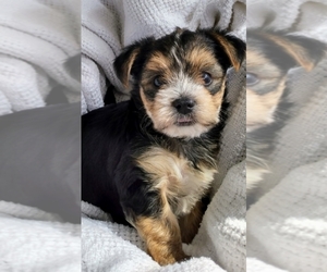 Morkie-Yorkshire Terrier Mix Puppy for sale in JACKSONVILLE, FL, USA
