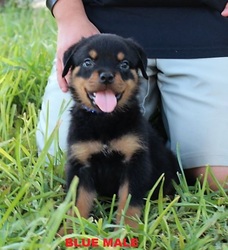 Rottweiler Puppy for sale in WESLACO, TX, USA