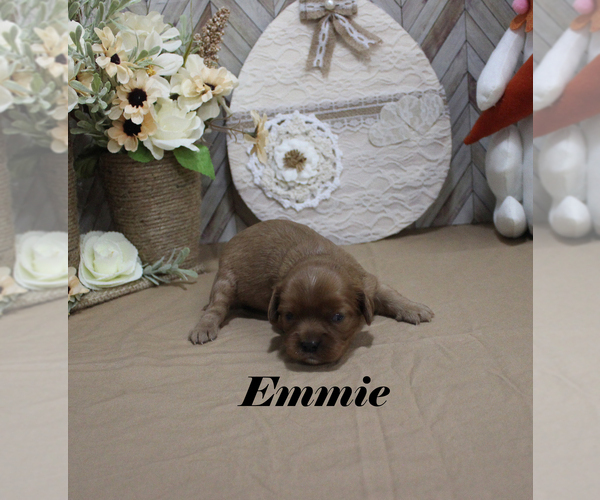Medium Photo #6 Cavalier King Charles Spaniel Puppy For Sale in CHANUTE, KS, USA