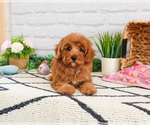 Small #1 Cavapoo (Miniature)