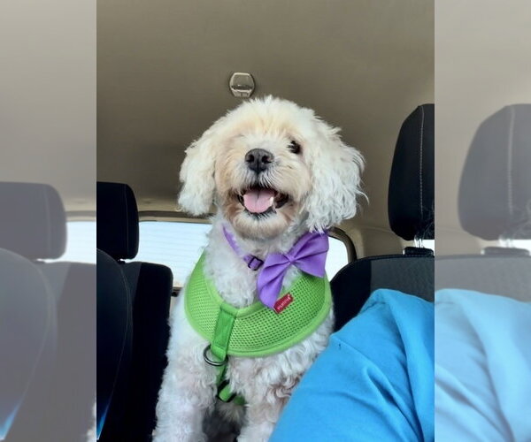 Medium Photo #1 Poodle (Miniature) Puppy For Sale in San Diego, CA, USA