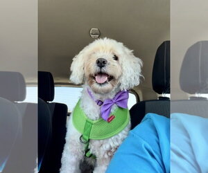 Poodle (Miniature) Dogs for adoption in San Diego, CA, USA