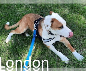 Bull Terrier-Labrador Retriever Mix Dogs for adoption in Mountain View, AR, USA