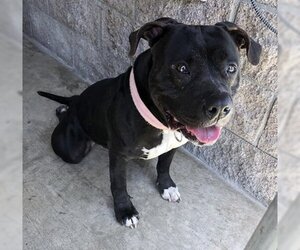 Maddie - Female American Bulldog-Unknown Mix Dog for Adoption - Photo #2