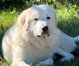 Father of the Great Pyrenees-Maremma Sheepdog Mix puppies born on 06/10/2025