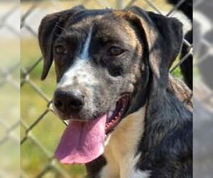 Mutt Dogs for adoption in Canton, CT, USA