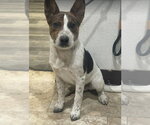 Small Mutt