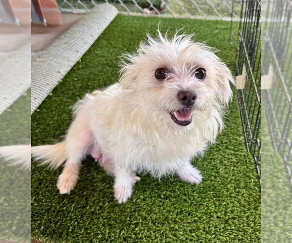 Medium Photo #2 Mutt Puppy For Sale in Marina Del Rey, CA, USA