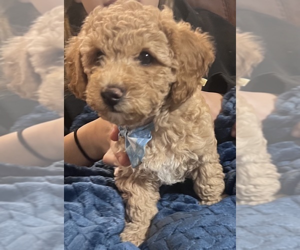 Medium Photo #2 Poodle (Toy) Puppy For Sale in SACHSE, TX, USA
