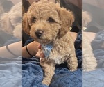 Small #1 Poodle (Toy)