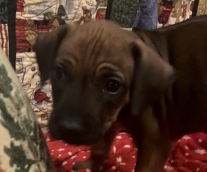 Rhodesian Ridgeback Puppy for sale in RED FEATHER LAKES, CO, USA