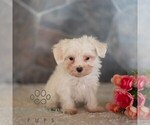 Small #4 Maltese