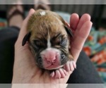 Puppy CHARLOTTE Boxer