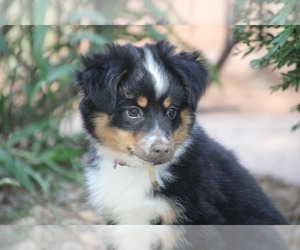 Miniature Australian Shepherd Puppy for sale in KNOTTSVILLE, KY, USA