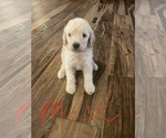 Small Photo #2 Goldendoodle Puppy For Sale in WILEY, CO, USA