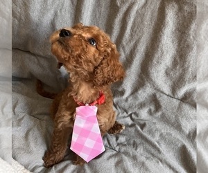 Goldendoodle Puppy for Sale in FRESNO, California USA
