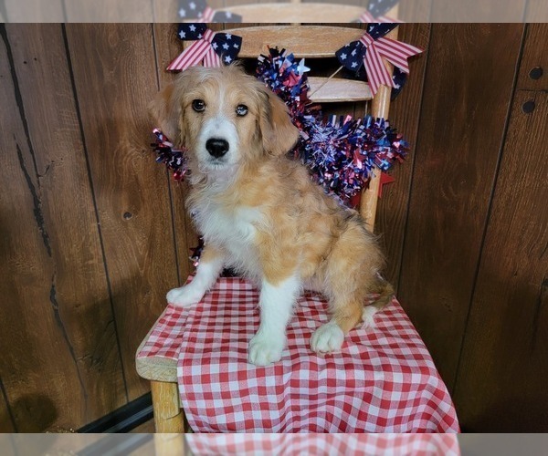 Medium Photo #27 Bernedoodle (Miniature) Puppy For Sale in BLACK FOREST, CO, USA