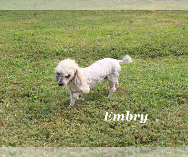 Medium Photo #1 Poodle (Miniature) Puppy For Sale in CHANUTE, KS, USA