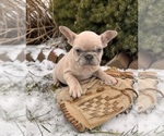 Small #2 French Bulldog