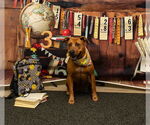 Small #1 American Pit Bull Terrier Mix